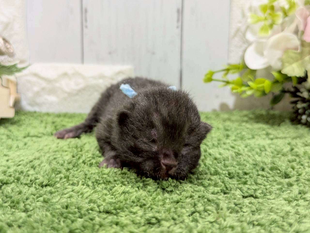 赤ちゃん写真1-1