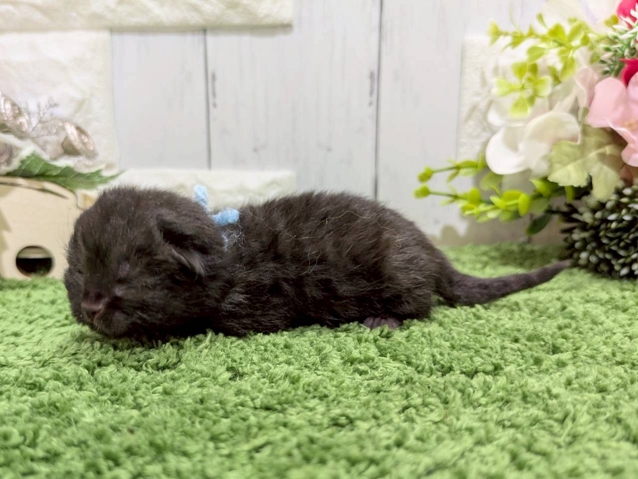 赤ちゃん写真1-2