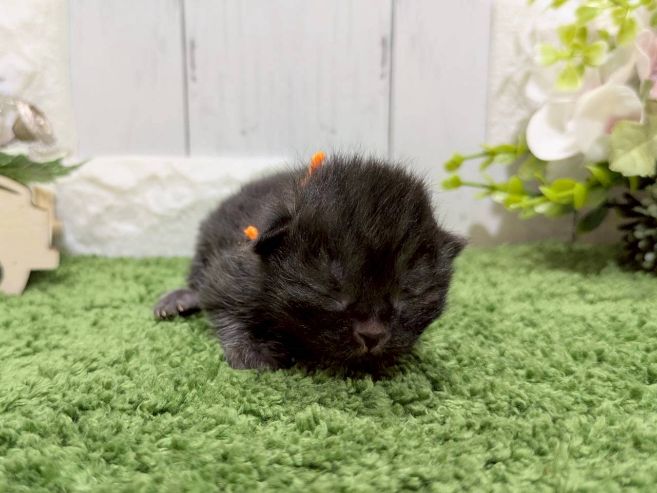 赤ちゃん写真1-1