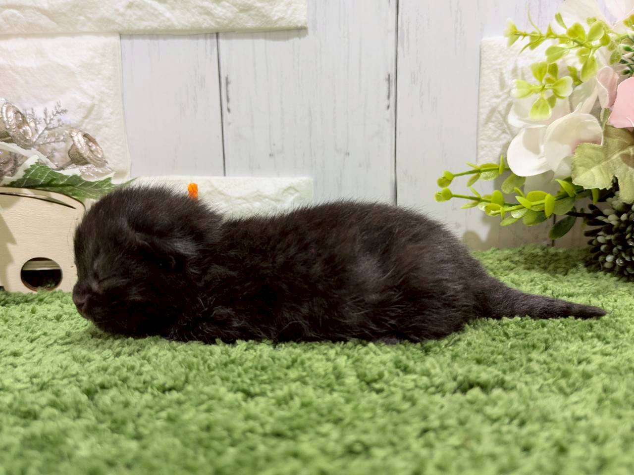 赤ちゃん写真1-2