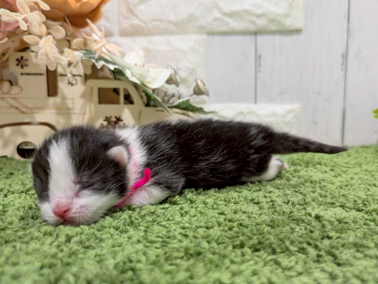 赤ちゃん写真1-2