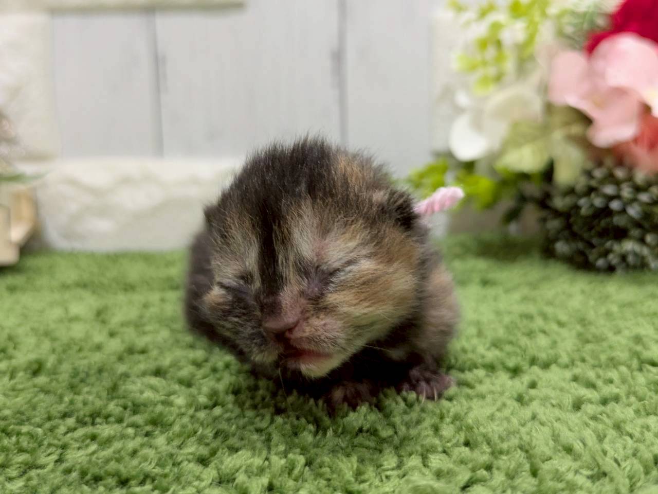 赤ちゃん写真1-1