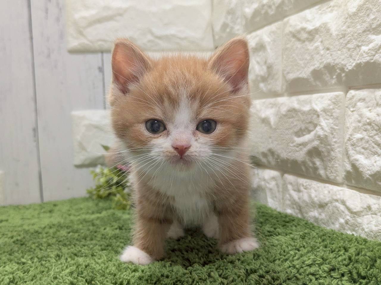 スコティッシュフォールド