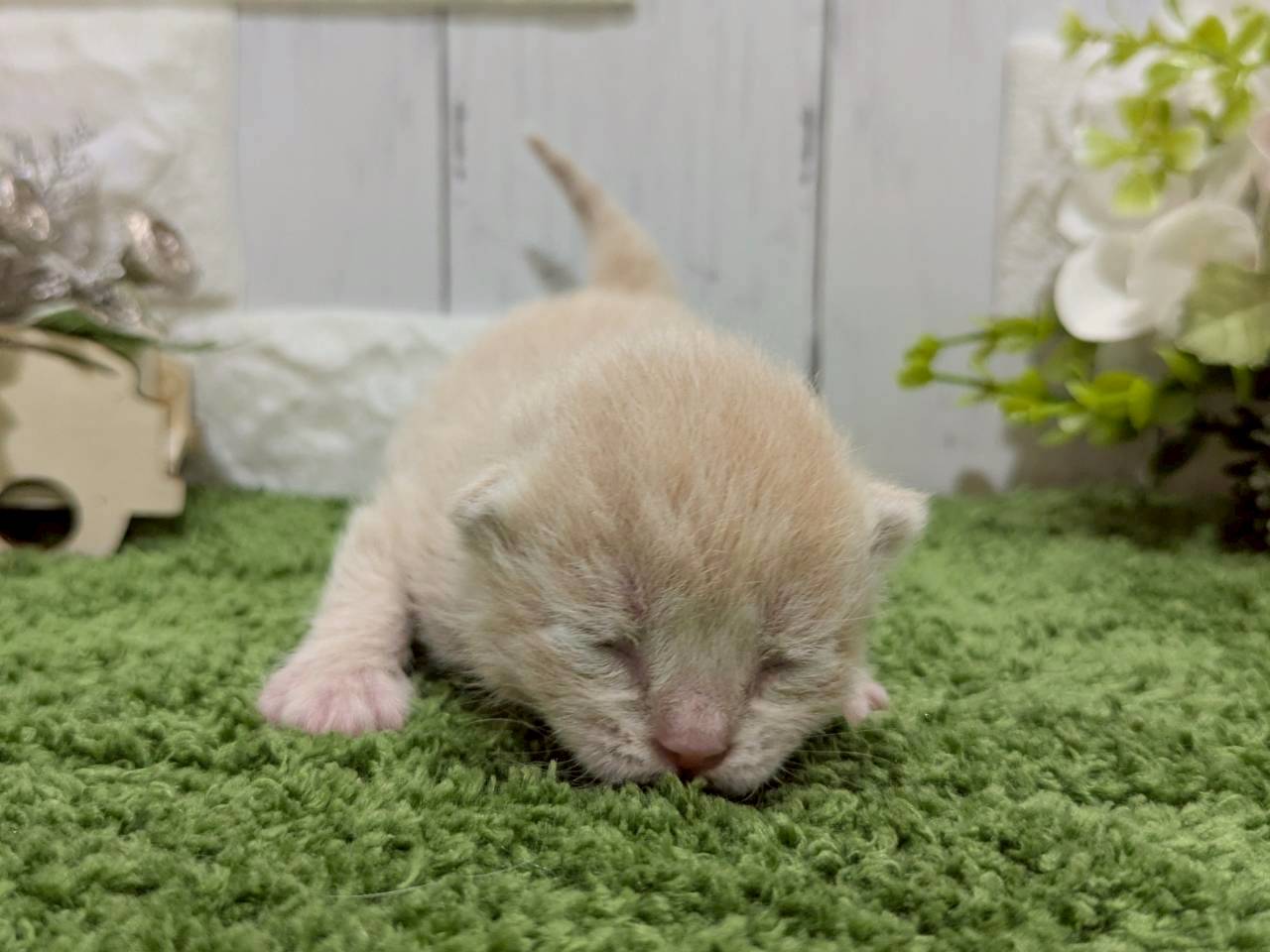 赤ちゃん写真1-1