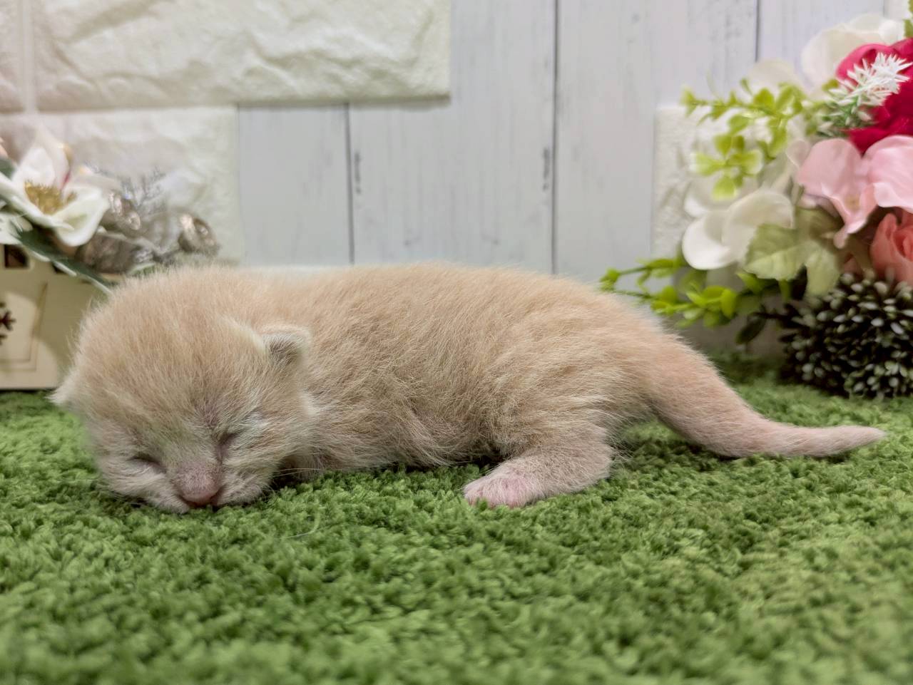 赤ちゃん写真1-2