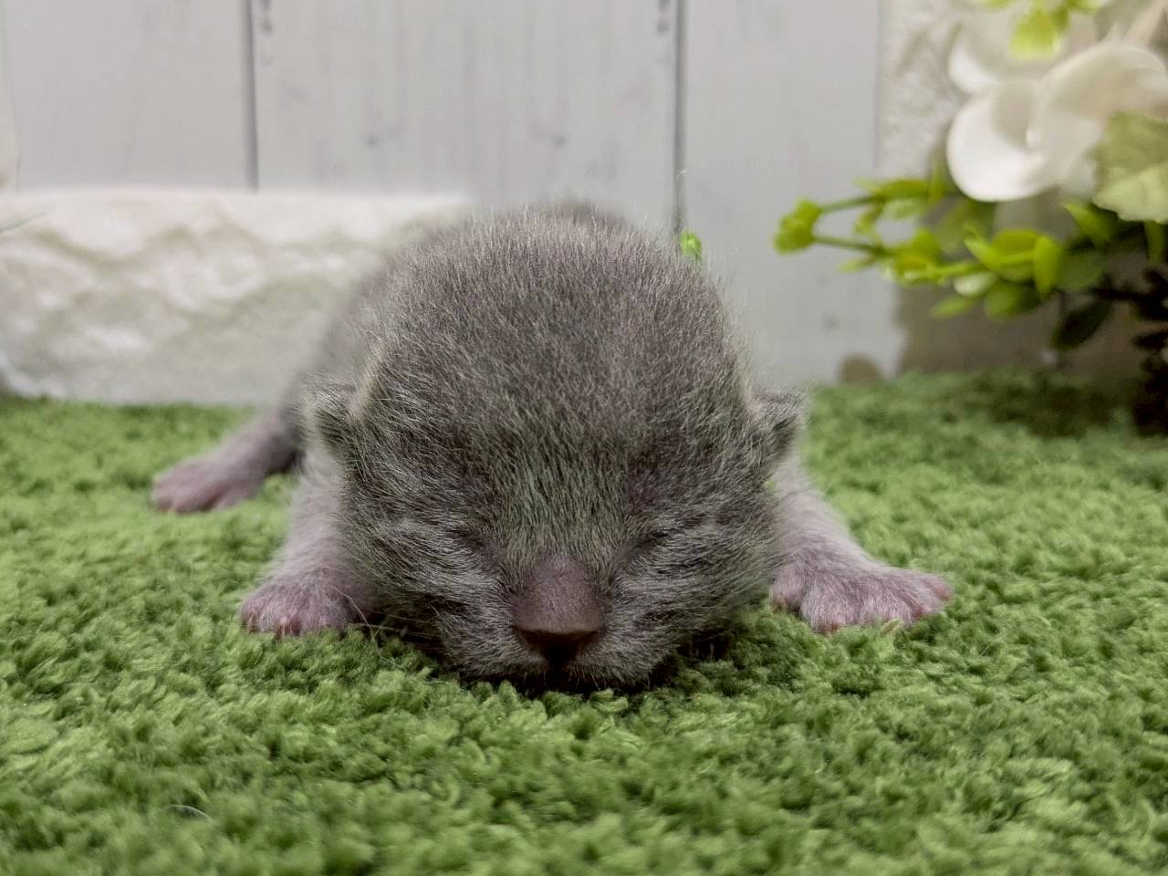 赤ちゃん写真1-1