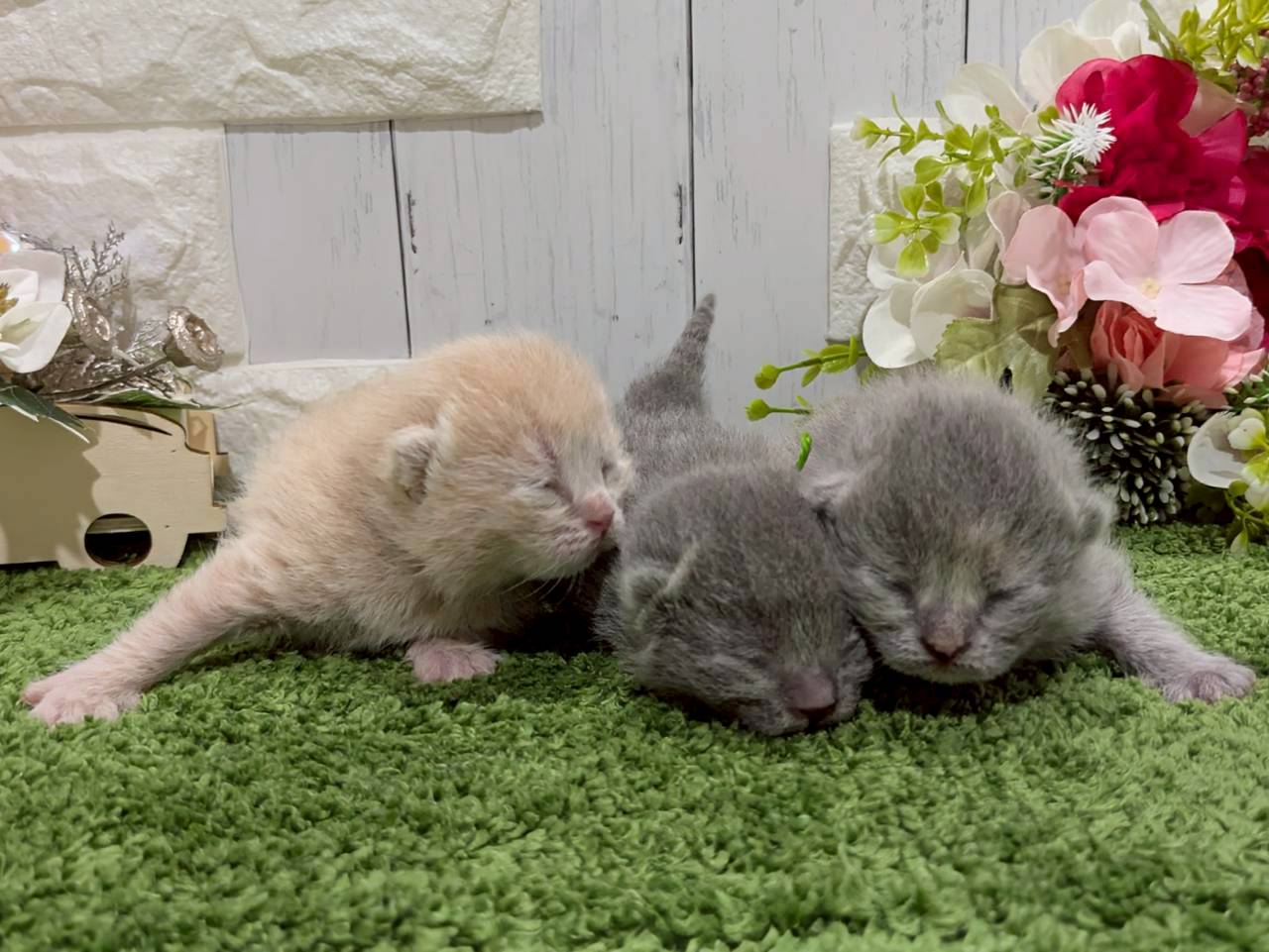 赤ちゃん写真1-3