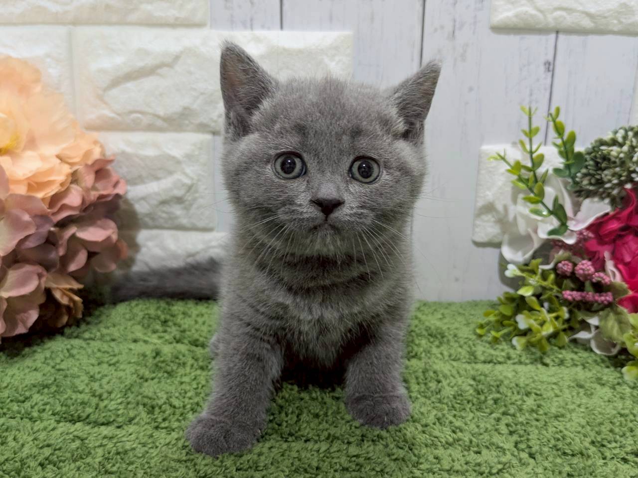 ブリティッシュショートヘアー