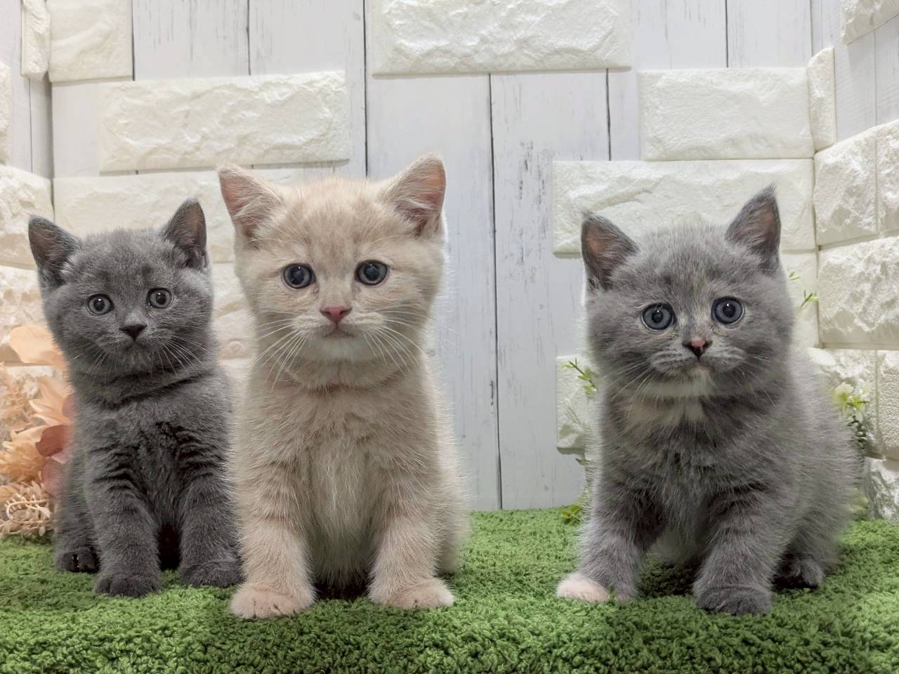 赤ちゃん写真3-3