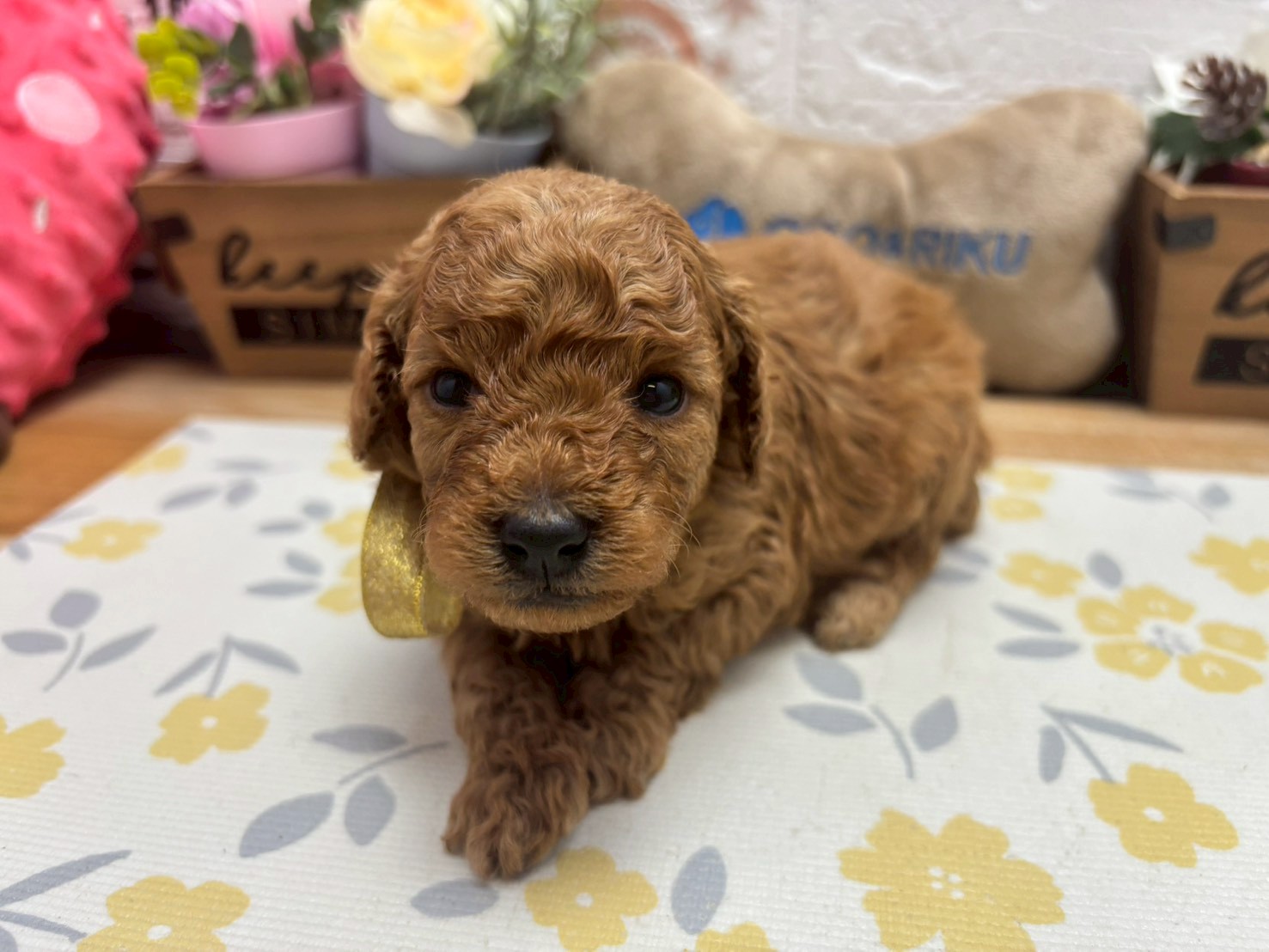 赤ちゃん写真2-1