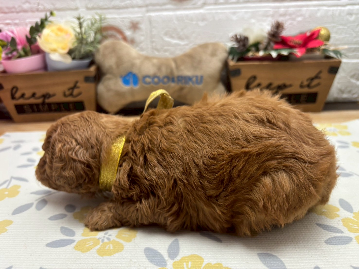 赤ちゃん写真2-2