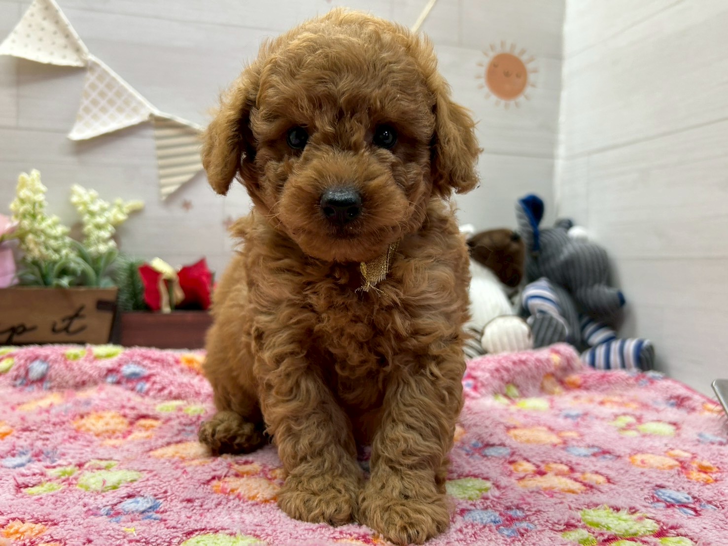 トイ・プードル