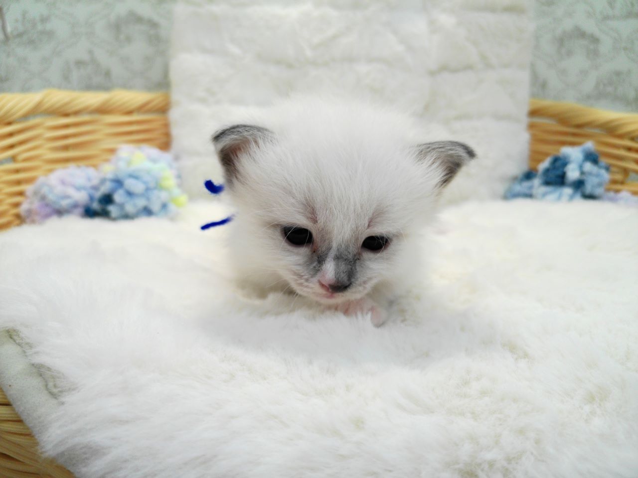 赤ちゃん写真1-1