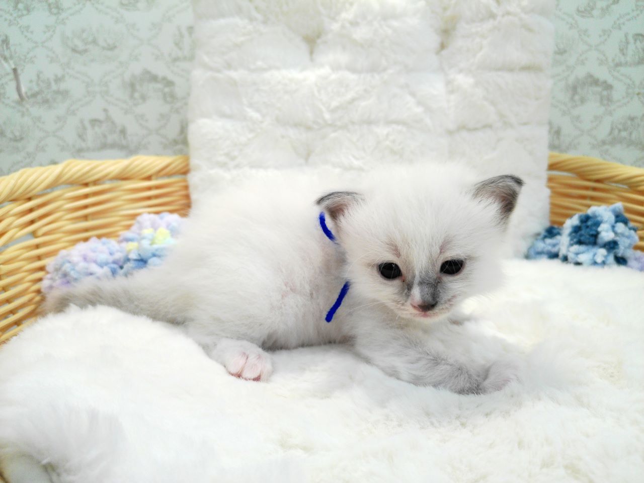 赤ちゃん写真1-2