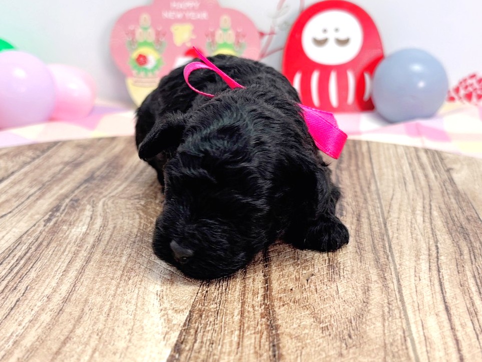 赤ちゃん写真1-1