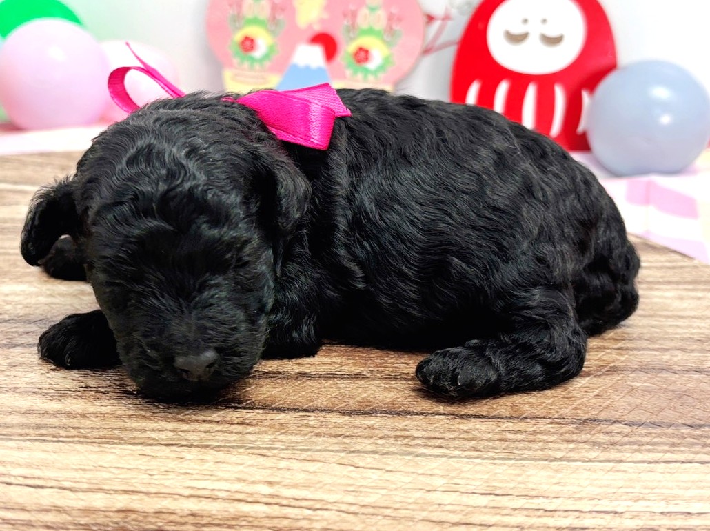 赤ちゃん写真1-2