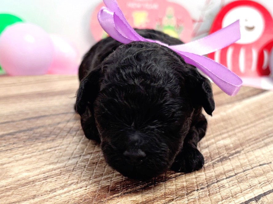 トイ・プードル