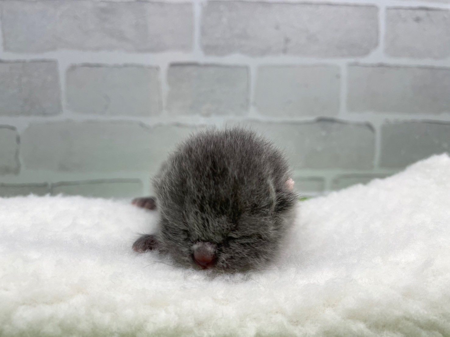 赤ちゃん写真1-1