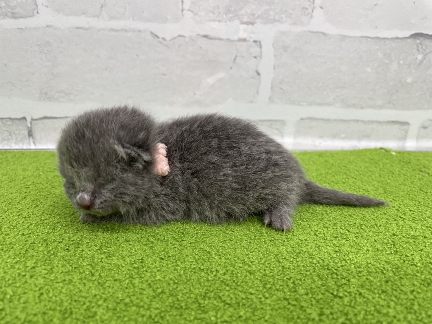 赤ちゃん写真1-2