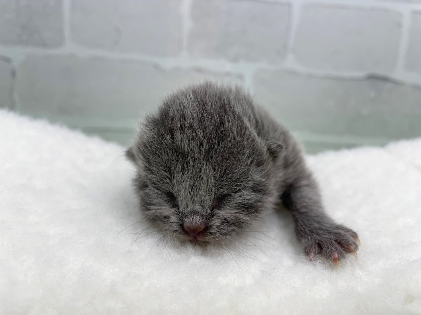 赤ちゃん写真1-1