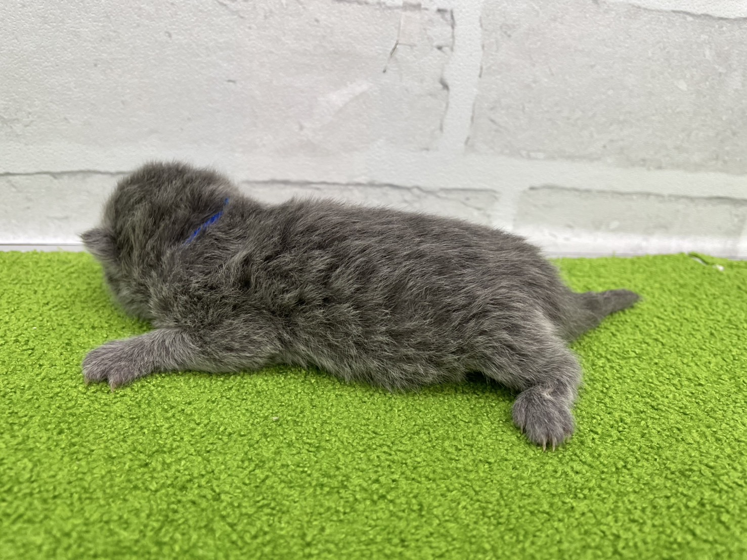 赤ちゃん写真1-2