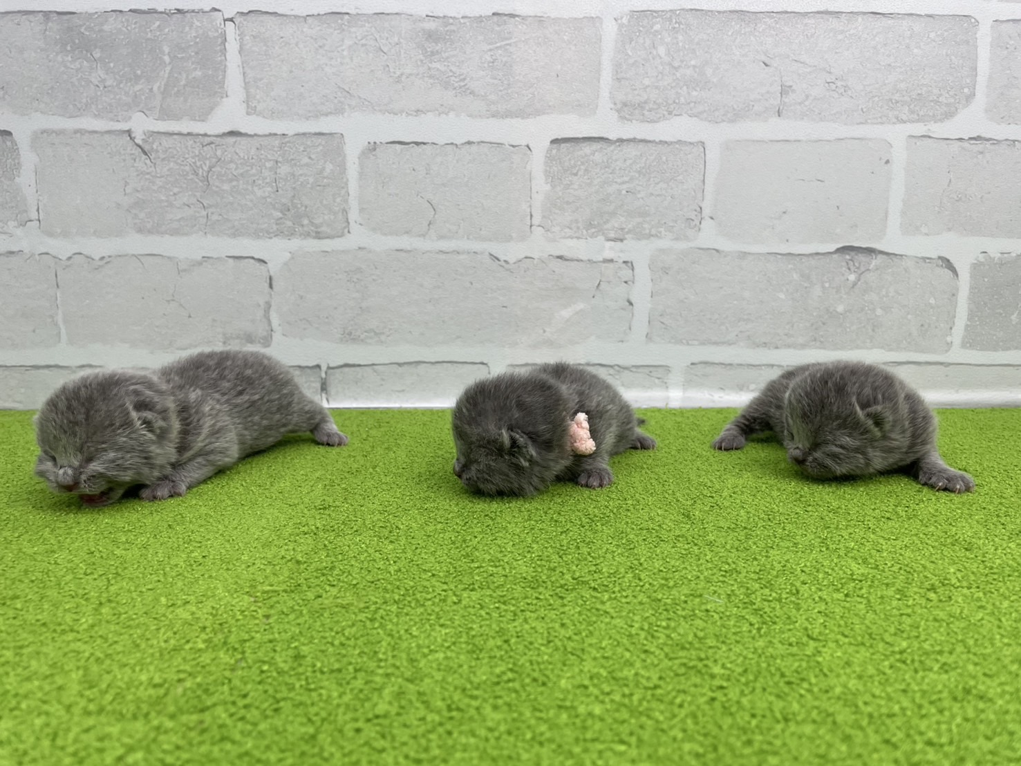 赤ちゃん写真1-3