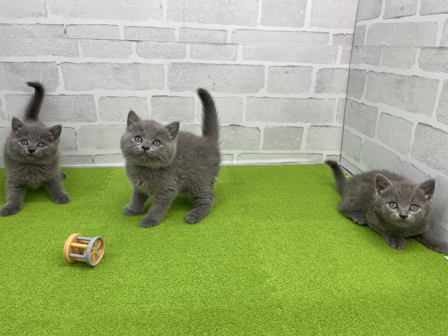 赤ちゃん写真3-3