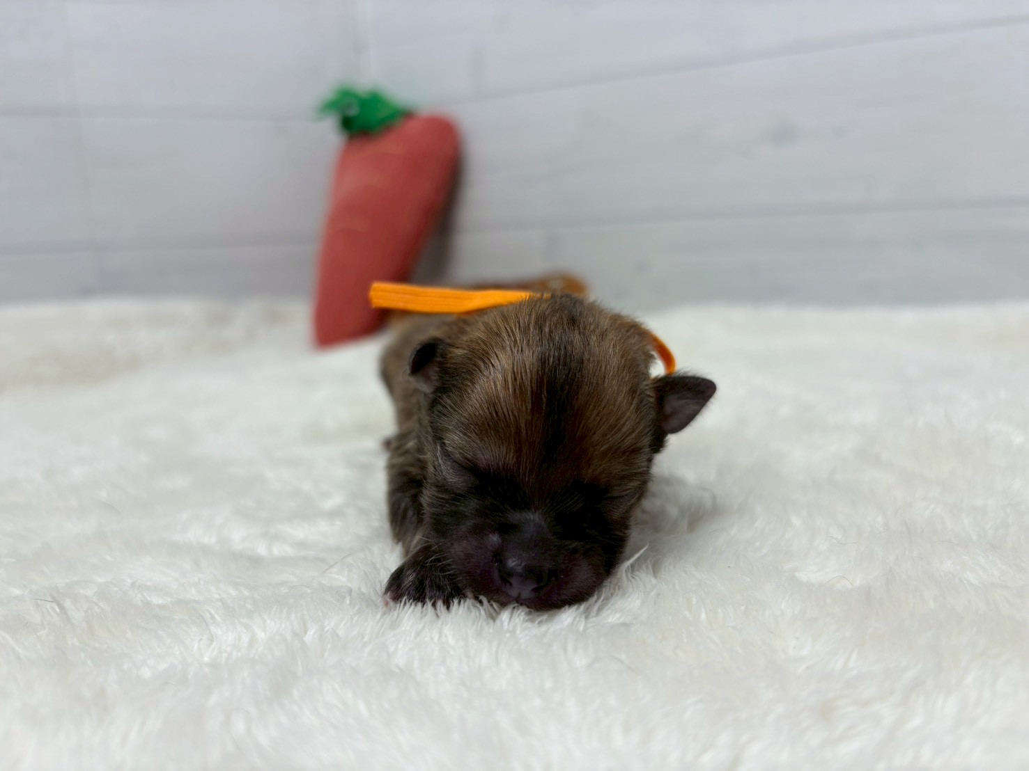 赤ちゃん写真1-1