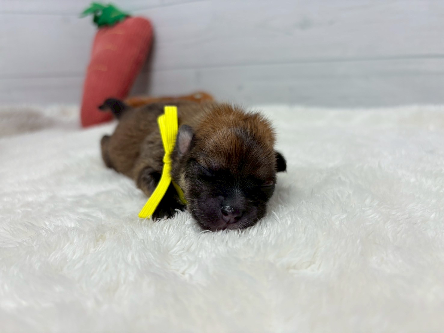 赤ちゃん写真1-1