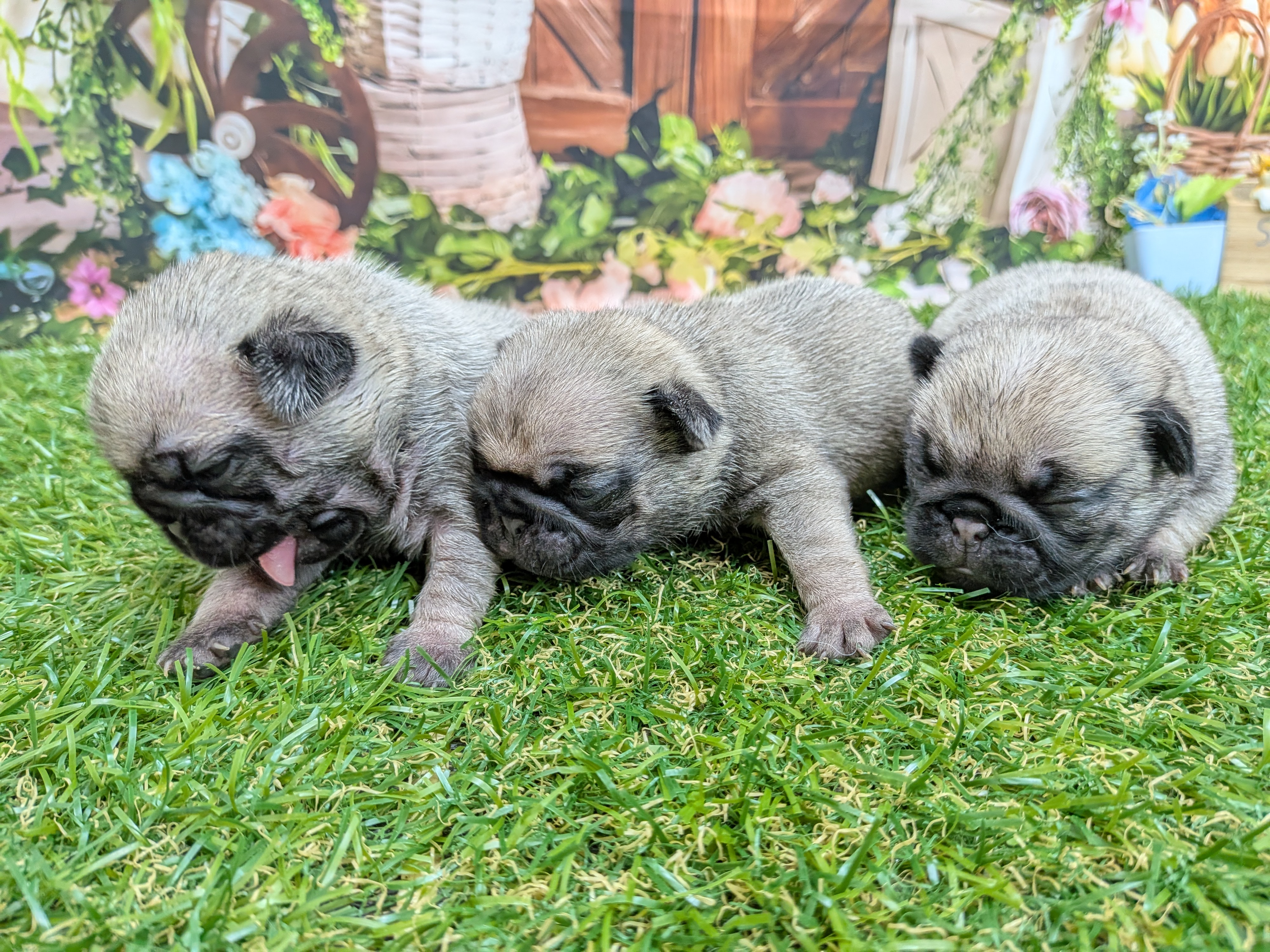 赤ちゃん写真1-3