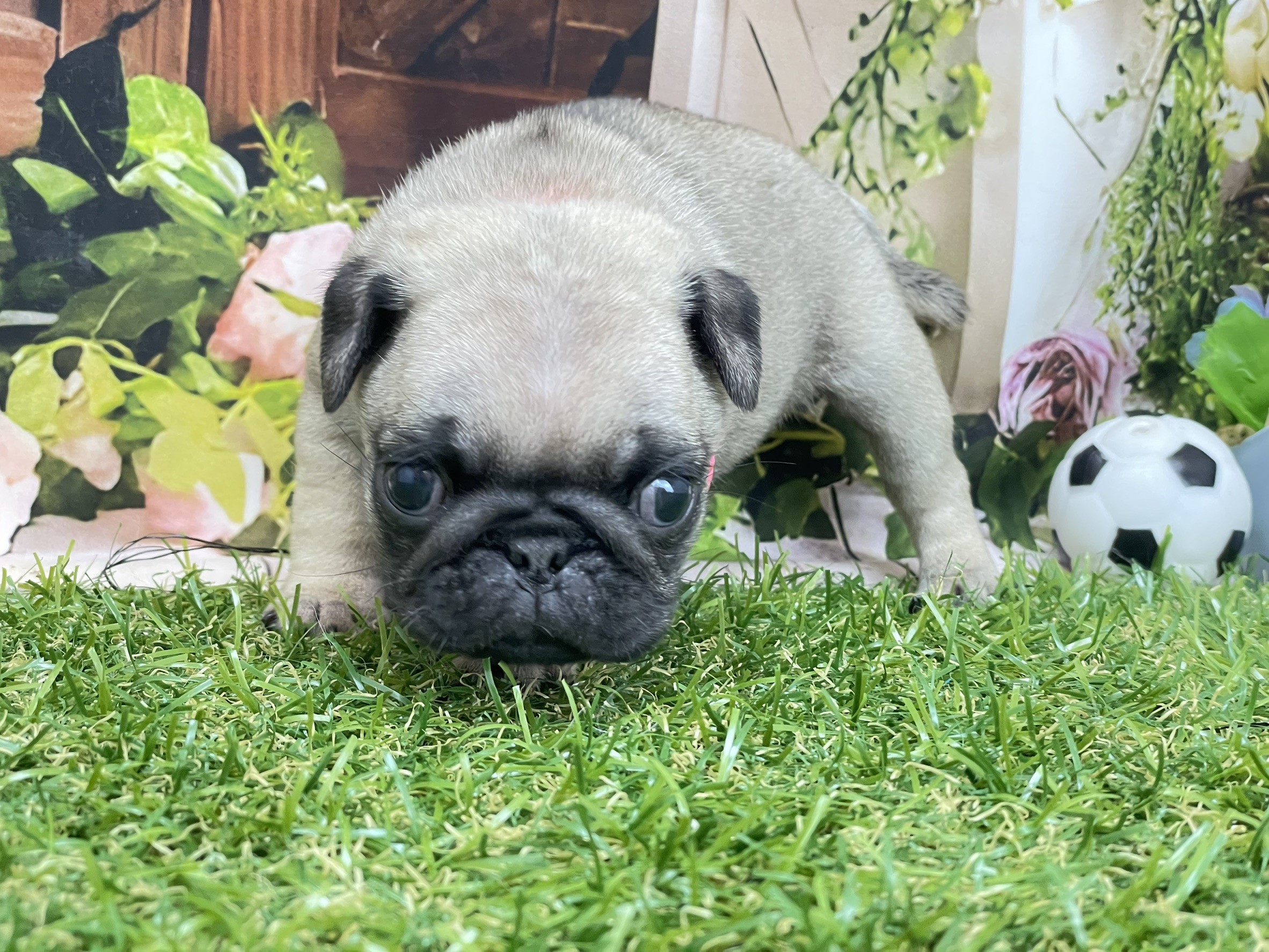 赤ちゃん写真2-1