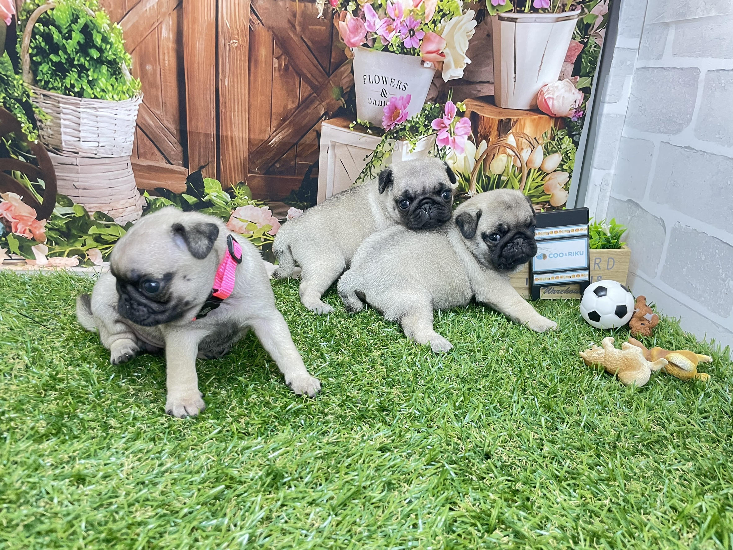 赤ちゃん写真2-3