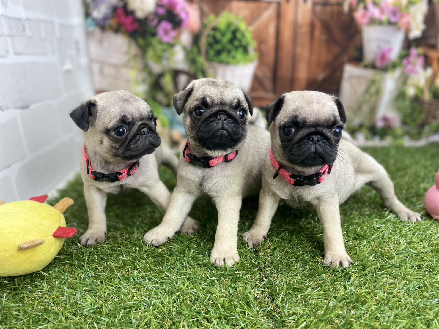 赤ちゃん写真3-3