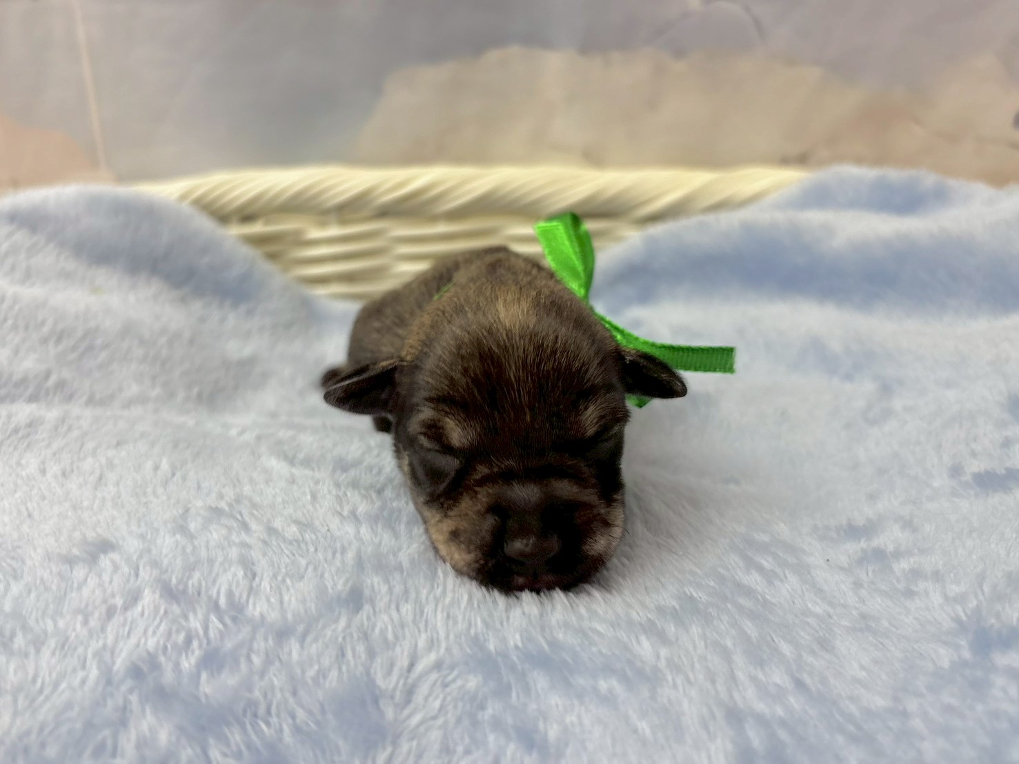 ミニチュア・シュナウザー