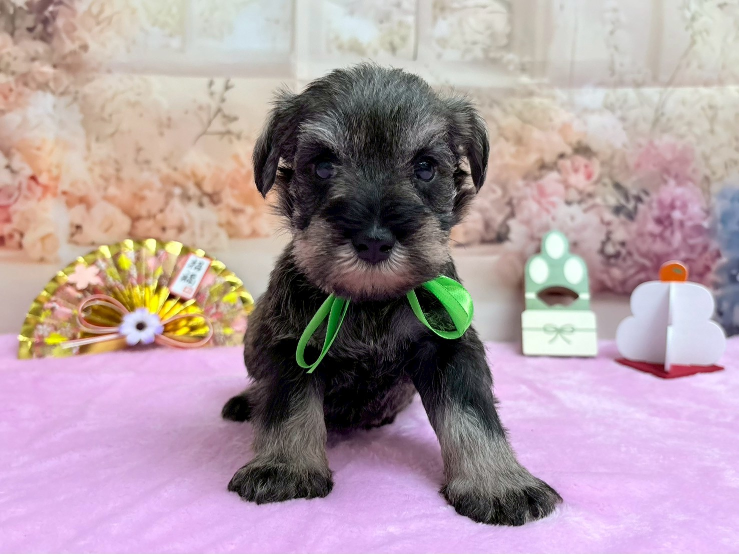 ミニチュア・シュナウザー