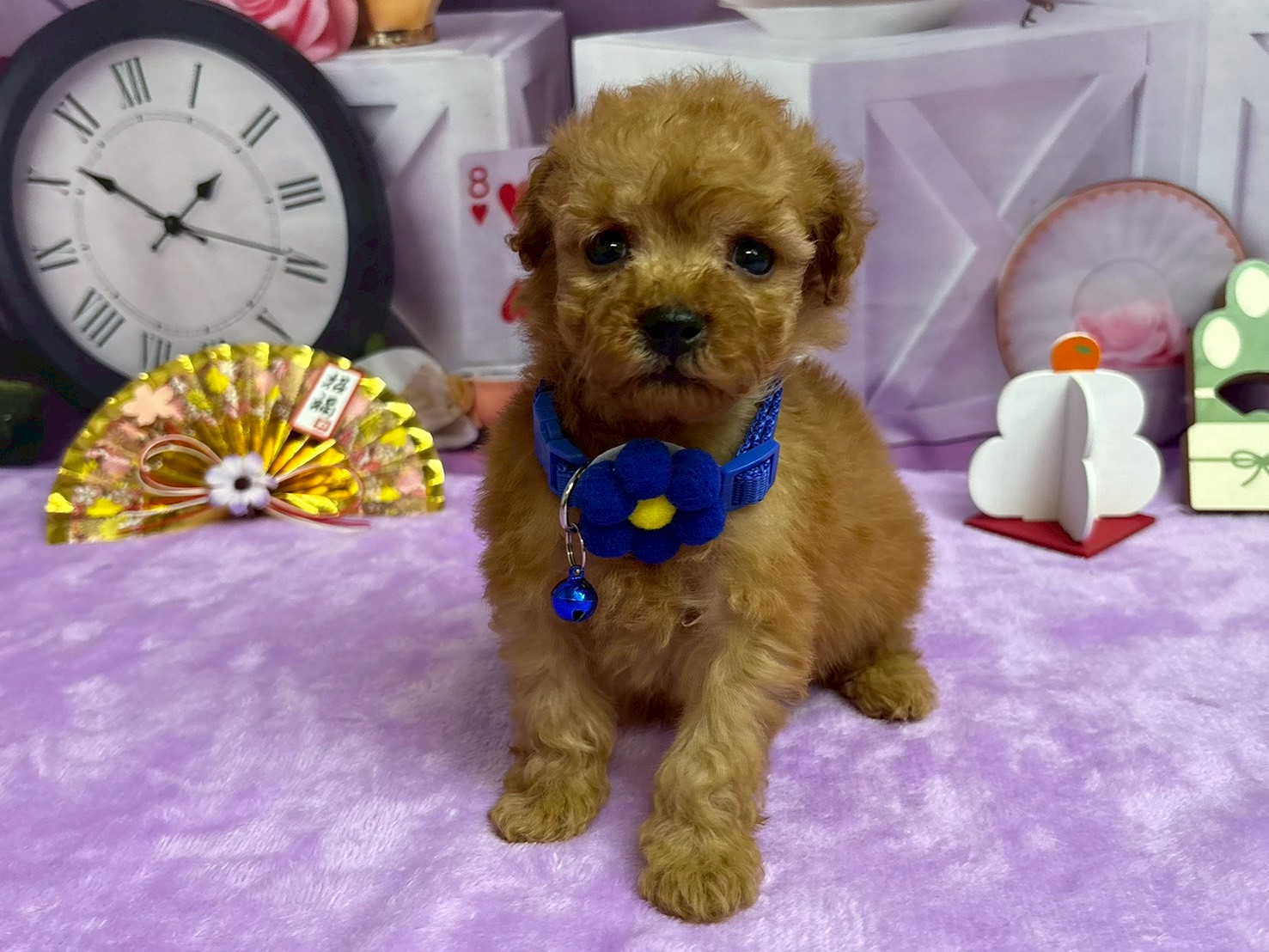 トイ・プードル