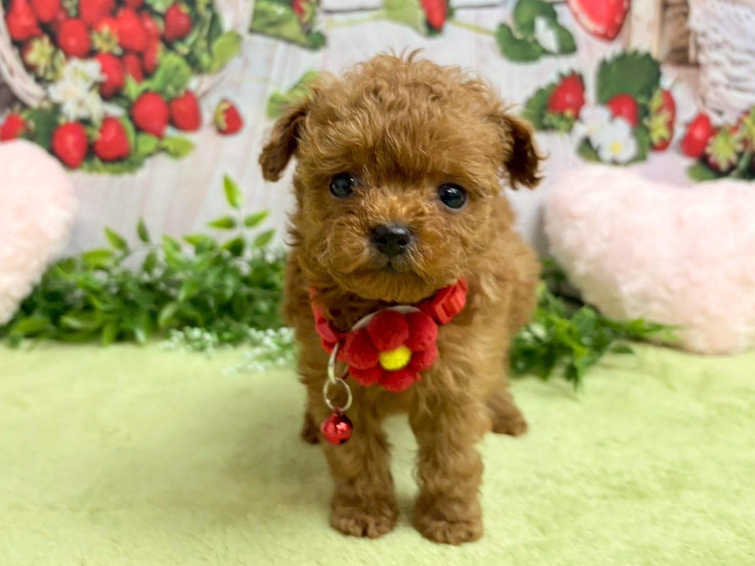 赤ちゃん写真3-1