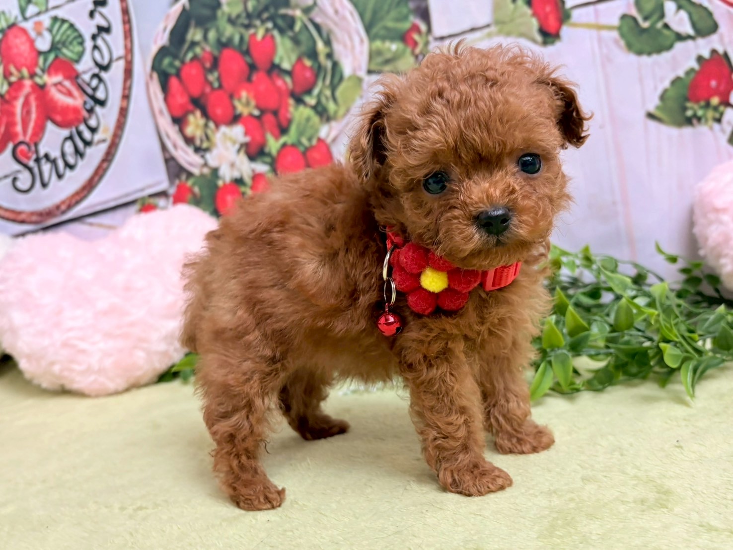 赤ちゃん写真3-2