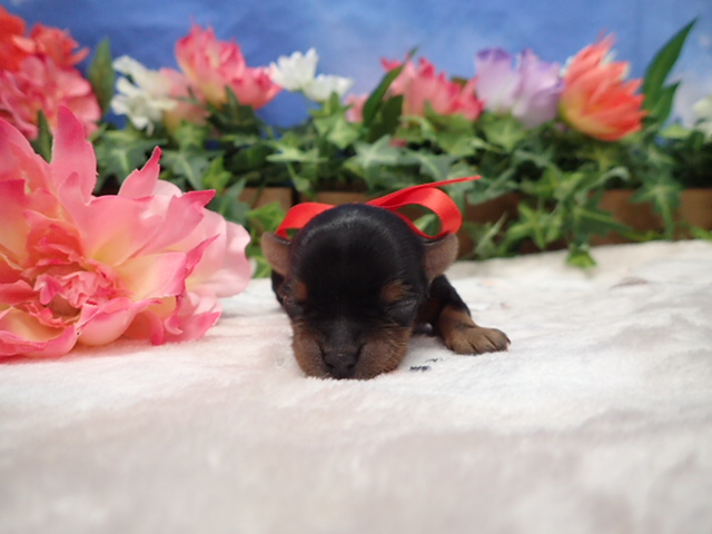 赤ちゃん写真1-1