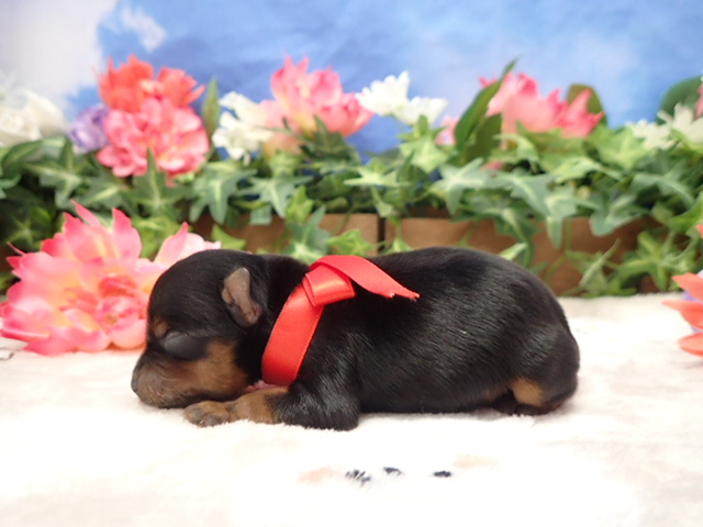 赤ちゃん写真1-2