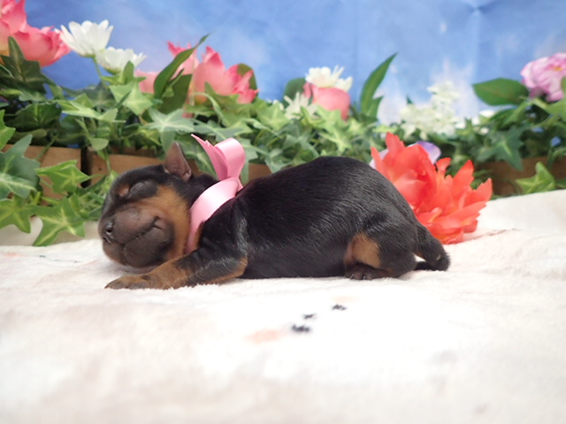 赤ちゃん写真1-2