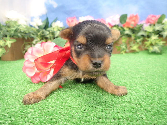 赤ちゃん写真2-1