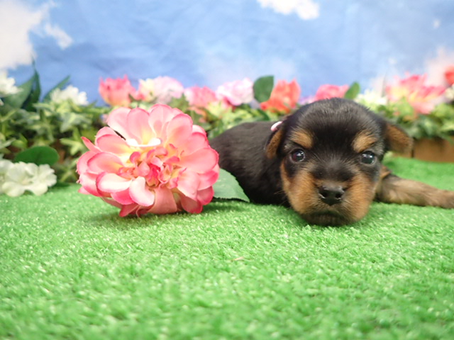 赤ちゃん写真2-1