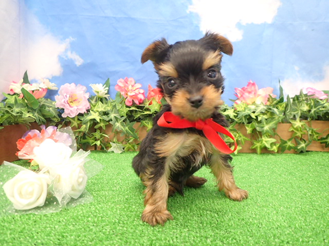 赤ちゃん写真3-1