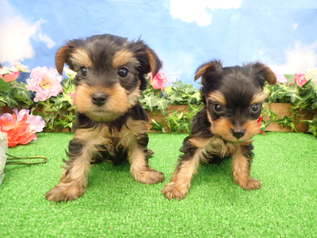 赤ちゃん写真3-3