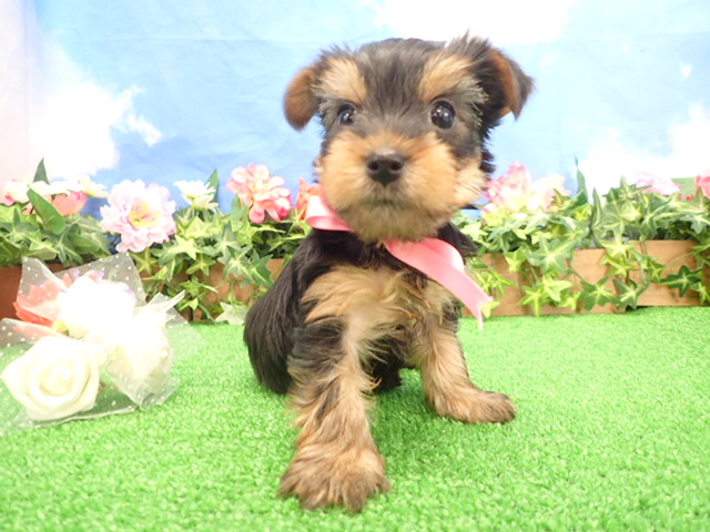 赤ちゃん写真3-1