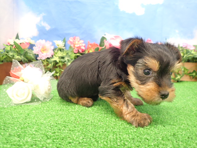 赤ちゃん写真3-2