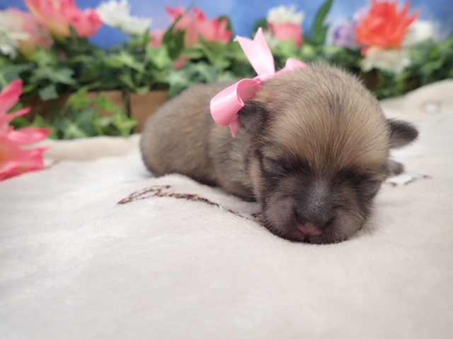 赤ちゃん写真1-1