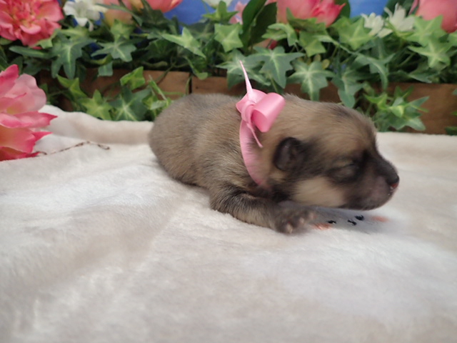 赤ちゃん写真1-2