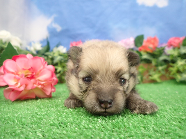 赤ちゃん写真2-1